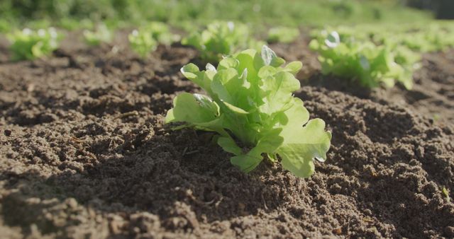 A young lettuce plant grows in fertile soil, outdoor. It signifies the early stages of growth in a vegetable garden.