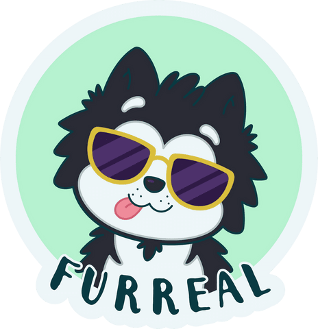 Cartoon husky with yellow sunglasses and furreal text transparent design