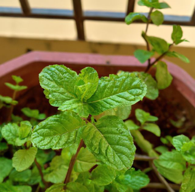 Image of close up of fresh green leaves mint plant growing in plant pot. Plants, herbs and nature concept.