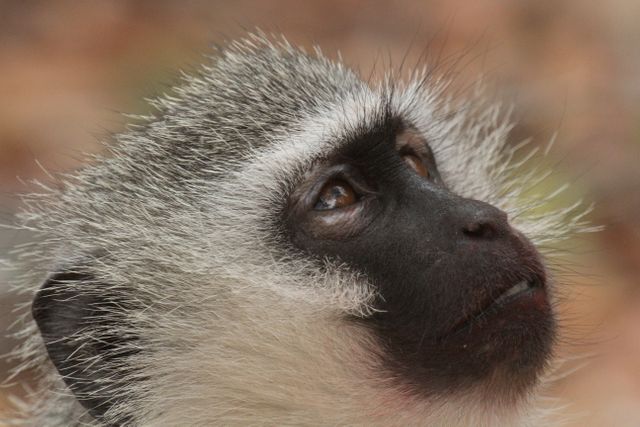 Close-Up of Vervet Monkey with Introspective Expression - Download Free Stock Photos Pikwizard.com