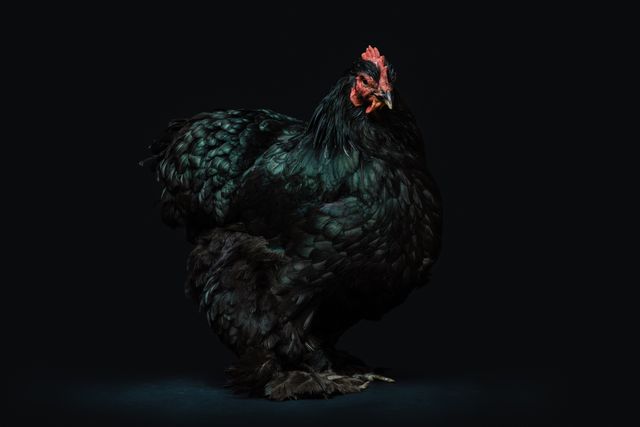 Depicts a black chicken standing elegantly against a dark background with dramatic lighting. Can be used for agricultural content, poultry farming promotion, or animal photography portfolios. Ideal for blogs, articles, and educational materials about chicken breeds and livestock management.
