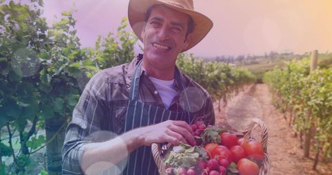 Happy Farmer with Fresh Tomatoes in Vineyard at Sunset - Download Free Stock Images Pikwizard.com
