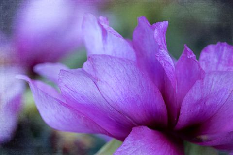 Velvet Magenta Peony Petals Macro Close-Up Blooming Spring Floral Background Texture