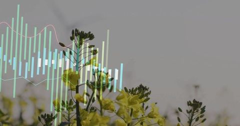 Floral growth trends on digital analytics platforms