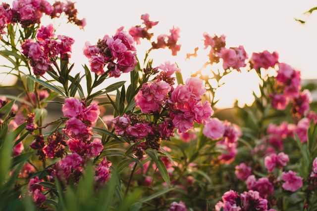 Picture features pink oleander flowers blooming in garden with sunlight during golden hour, creating warm, vibrant atmosphere. Ideal for use in websites, blogs, or social media posts about gardening, nature, flowers, and outdoors. Also suitable for backgrounds or wallpapers emphasizing beauty and serenity of nature.