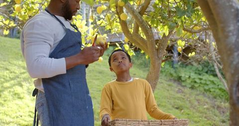 African american father and son harvesting lemons in sunny backyard orchard with basket