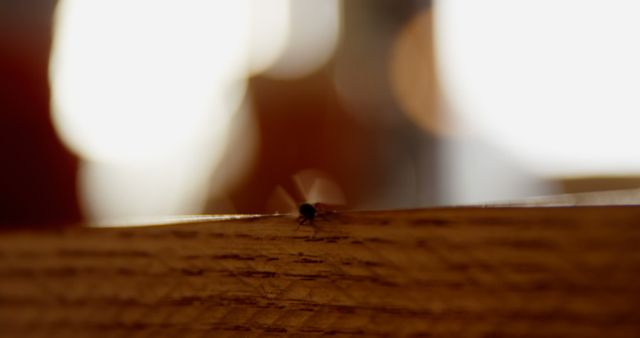 This image shows a tiny insect crawling on a wooden surface, with a blurred background creating a bokeh effect. Ideal for nature blogs, educational materials on insects, and articles focused on small life and close-up photography.