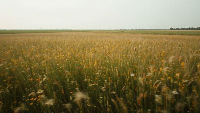 Swaying prairie grasses with yellow wildflowers stretching to horizon in soft morning light