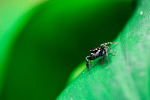 Tiny jumping spider exploring bright green leaf macro wildlife close-up with soft bokeh