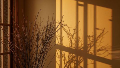 Sunlit Bare Branches Casting Window Grid Shadows on Warm Wall Minimalist Interior Decor Silhouette