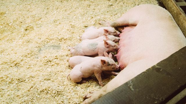 Piglets are nursing from a sow inside a barn. The scene captures a natural moment in farming life, suitable for agricultural, educational, and animal welfare content. It can be used in farm-related websites, informational blogs about livestock care, or agricultural marketing materials.