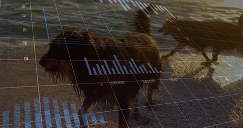 Data visualization overlaid on dogs running by the beach at sunset