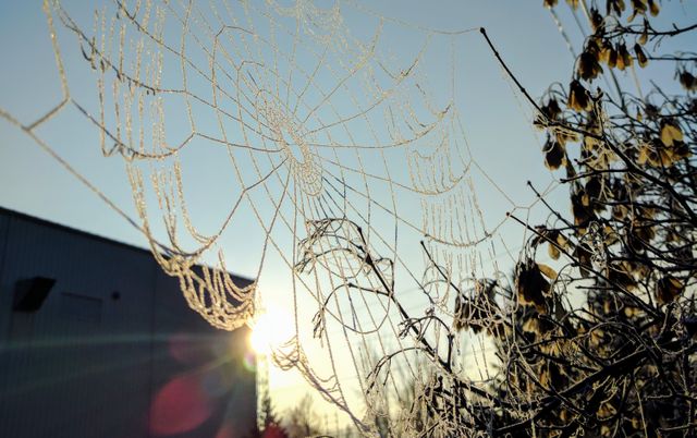 Frost-covered spider web catching morning sunlight, creating a glistening effect. Suitable for topics on nature, winter landscapes, and beauty of early morning frost. Ideal for calendars, nature blogs, environmental awareness campaigns, and educational materials on natural patterns and phenomena.
