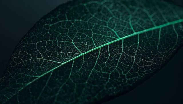 Teal-lit leaf venation macro revealing intricate reticulate veins and dew on dark backdrop