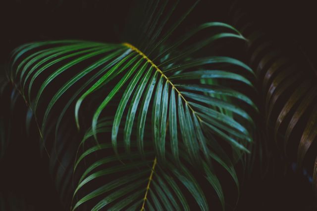 Close-Up of Tropical Palm Leaf Against Dark Background - Download Free Stock Photos Pikwizard.com