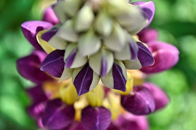 Close-up detail of a beautiful flower with vibrant purple and yellow petals. Perfect for use in gardening websites, floral blogs, nature magazines, and decorative wall art.