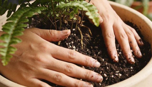 Hands planting fern in beige ceramic pot smoothing potting mix for indoor gardening