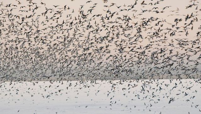 Massive flock of shorebirds swirling at dawn over pastel lagoon horizon, migration