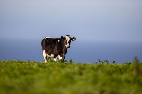 Holstein cow standing on green coastal pasture with blue ocean background