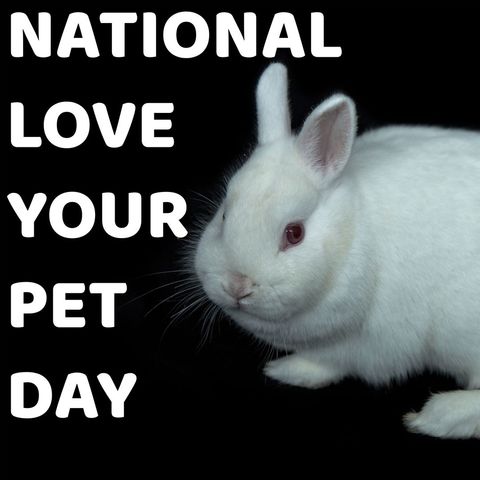 national love your pet day rabbit with black backdrop - Download Free Stock Templates Pikwizard.com