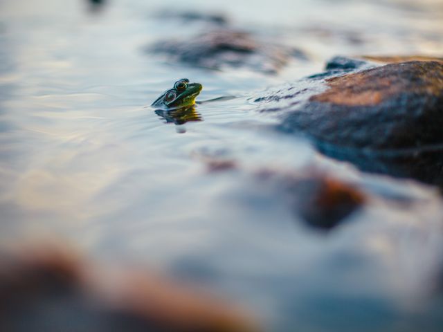 Frog peeking out of water amidst rocks, representing seamless integration in natural habitat. Suitable for wildlife and nature blogs, educational materials about amphibians, or tranquil nature scenes. Captures essence of calm and quiet in natural settings, ideal for environmental awareness campaigns and outdoor activity promotions.