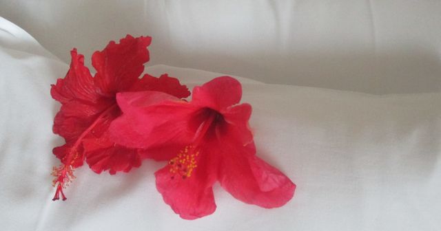 Red Hibiscus Flowers on White Fabric - Download Free Stock Photos Pikwizard.com