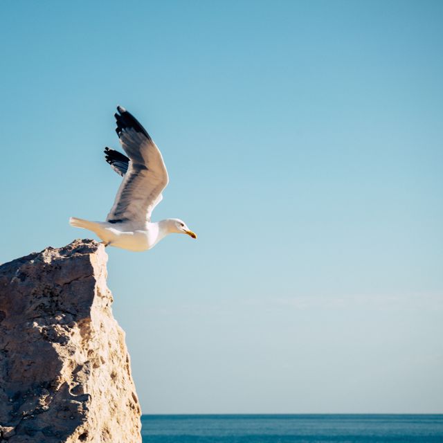 Seagull soaring from rocky ledge overlooking ocean with clear blue sky background. Perfect for projects related to nature, wildlife observation, freedom, coastal environments, and travel inspiration.