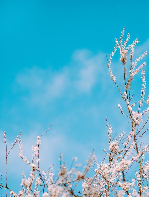 This peaceful image featuring blooming cherry blossoms against a clear blue sky captures the essence of springtime. It is ideal for use in nature-themed projects, seasonal promotions, backgrounds for websites or digital content, and nature-inspired artwork.