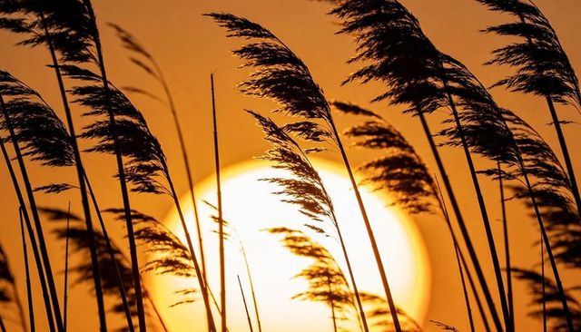 Silhouetted reed grass swaying in golden sun at lakeshore marshland sunset, backlit seedheads