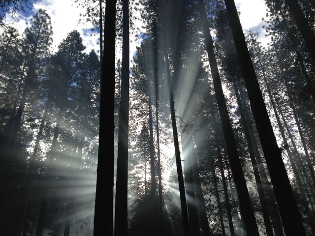 Sunbeams filtering through a misty forest creating a serene and picturesque scene. This image depicts nature's beauty and tranquility, making it perfect for use in environmental campaigns, meditation apps, and nature-themed websites. It can also be an inspiring background for presentations or promotional materials focusing on outdoor activities and wellness.