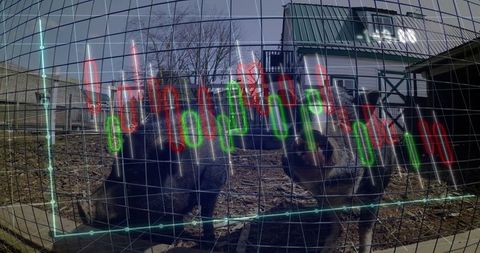 Wombats in sanctuary with financial candlestick chart overlay