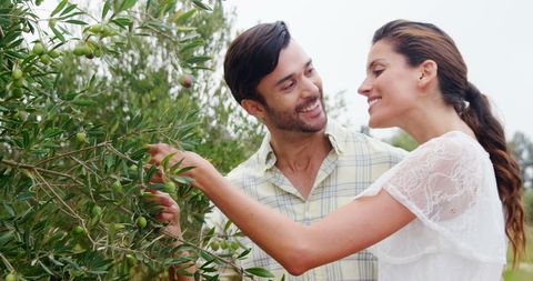Young Couple Harvesting Olives Together in Orchard - Download Free Stock Images Pikwizard.com