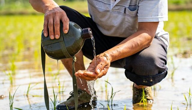 Crouching farmer pouring water from olive canteen into cupped hands over rice seedlings