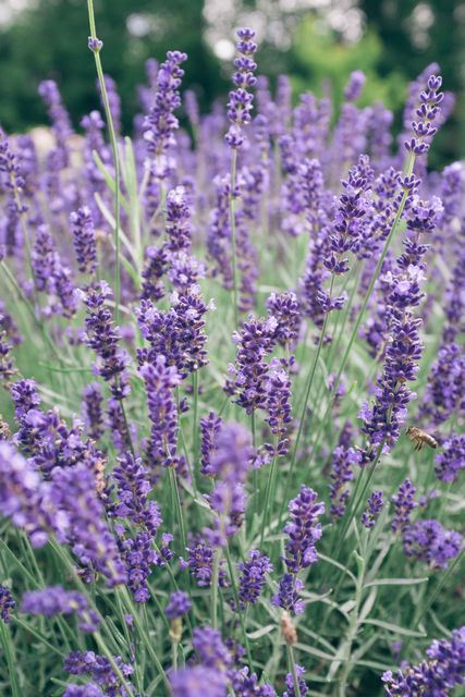 Beautiful image of blooming lavender flowers in a lush summer garden. This scene captures the vibrant purple hues and adds a touch of natural beauty to any project. Ideal for use in botanical, gardening, or nature-related graphics and promotions.
