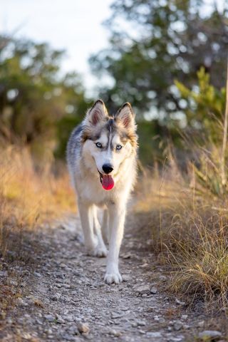 Siberian Husky Walking Down Trail in Natural Forest Setting