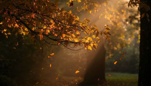 Golden leaves drifting through sunbeams in quiet autumn woodland clearing