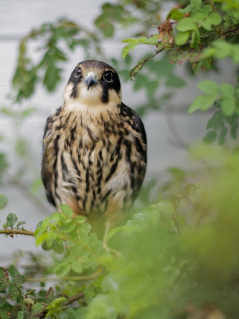Eurasian Hobby juvenile bird is perched on a tree branch surrounded by green foliage. The feathers are distinctive with a patterned appearance. This image can be used for wildlife conservation content, bird watching articles, educational material about birds of prey, or nature photography showcases.