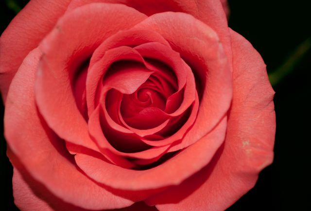 Close-up capturing intricate details of blooming red rose petals. Suitable for nature-themed projects, floral backgrounds, greeting cards, romantic settings, and botanical studies displaying elegance and beauty of flowers.