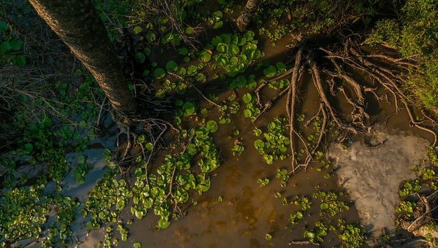 Sunlit wetland roots spreading over muddy shoreline with floating lily pads