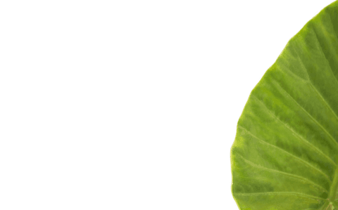 Transparent Leaf Segment with Rich Green Texture - Download Free Stock Videos Pikwizard.com