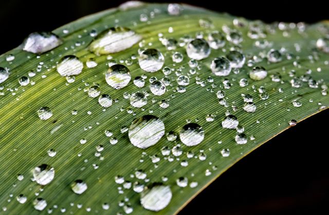Dew droplets resting on a vibrant green leaf create a mesmerizing pattern highlighting nature's beauty. This visual is ideal for backgrounds, nature blogs, environmental websites, and wellness themes, emphasizing freshness and purity.