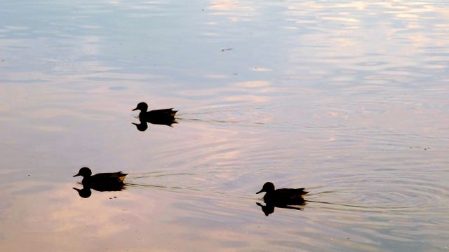 Ducks gliding gracefully in calm waters at dusk provide a tranquil and serene scene. This can be used in projects related to nature conservation, peaceful settings, meditation backgrounds, or illustrations focusing on the beauty of wildlife.