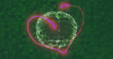 Animated Heart and Brain Visualization on Digital Interface