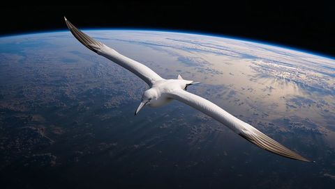 White longwing seabird soaring above earth from low orbit with ocean horizon and limb