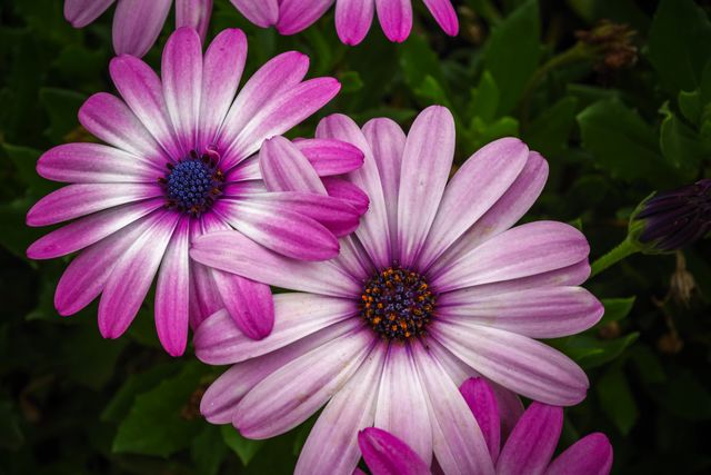 Close-Up of Vibrant Pink and Purple African Daisies in Bloom - Download Free Stock Photos Pikwizard.com