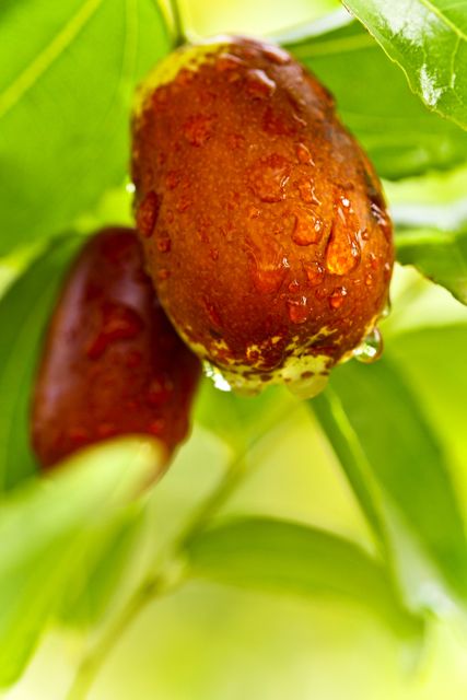 Close-up image of fresh, juicy dates hanging on the branch with water droplets glistening. Perfect for use in articles, blogs, or advertisements related to healthy eating, agriculture, tropical fruit cultivation, nutrition, and organic farming.