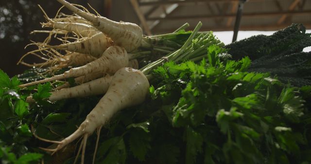 Close up of parsnips freshly pulled out of the ground being washed on an organic farm