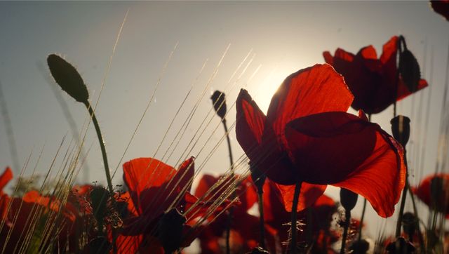 Red poppies in a field showing silhouetted petals against a sunset sky. Ideal for summer promotions, nature-themed content, beauty in nature campaigns, and tranquility or peace-focused projects.