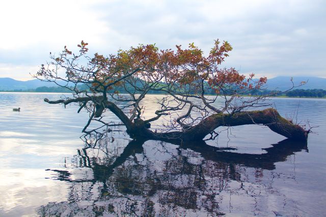 This image depicts a serene lake with a tree growing out of the water, branches displaying autumn colors. The still water reflects the tree, creating a symmetrical double-vision effect. Ideal for illustrating themes around nature, tranquility, and peaceful outdoor settings. Could be used in travel promotions, nature blogs, or environmental campaigns.