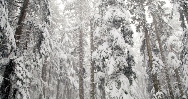 Tall trees covered in snow during winter